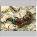 X-Chrysis viridula - Goldwespe 06c 8-9mm Tongrube-OS-Wallenhorst.jpg